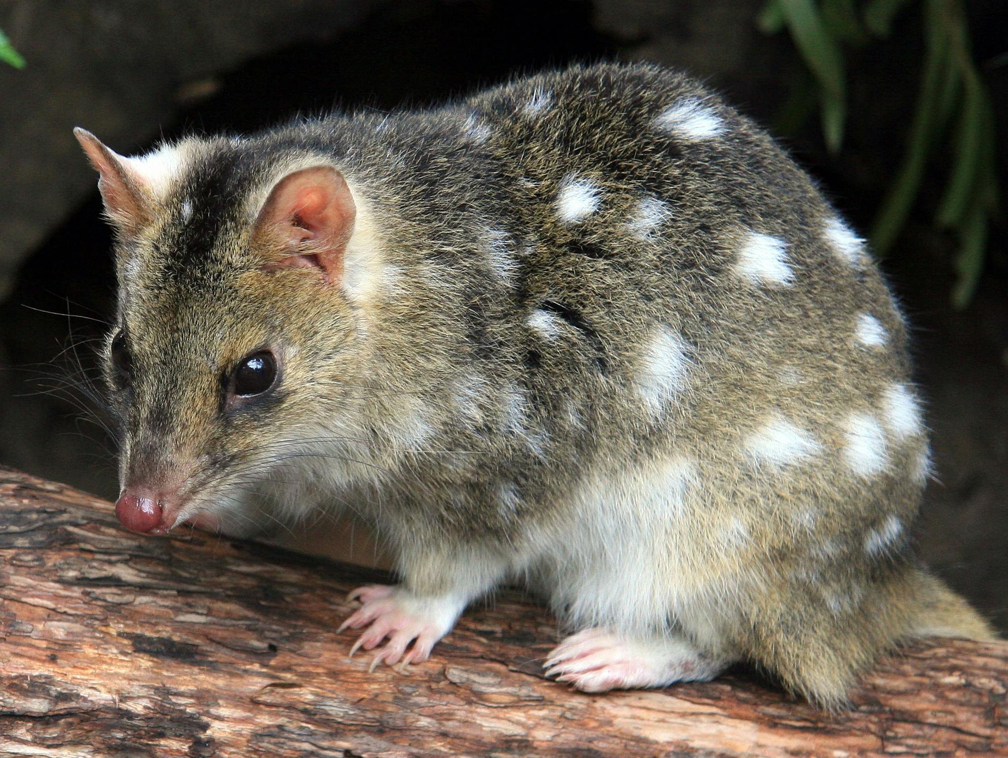 Spotted quoll at Moonlit Sanctuary
