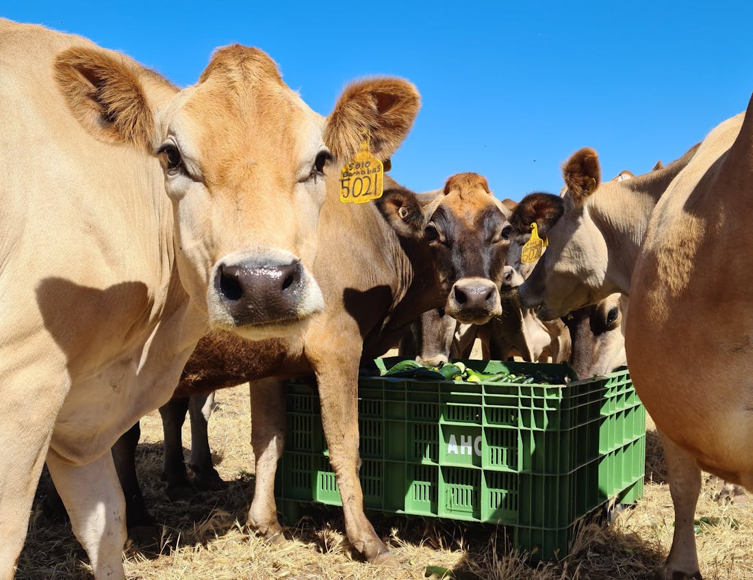 Newkree Educational Working Farm Gawler Belt, Tour South Australia