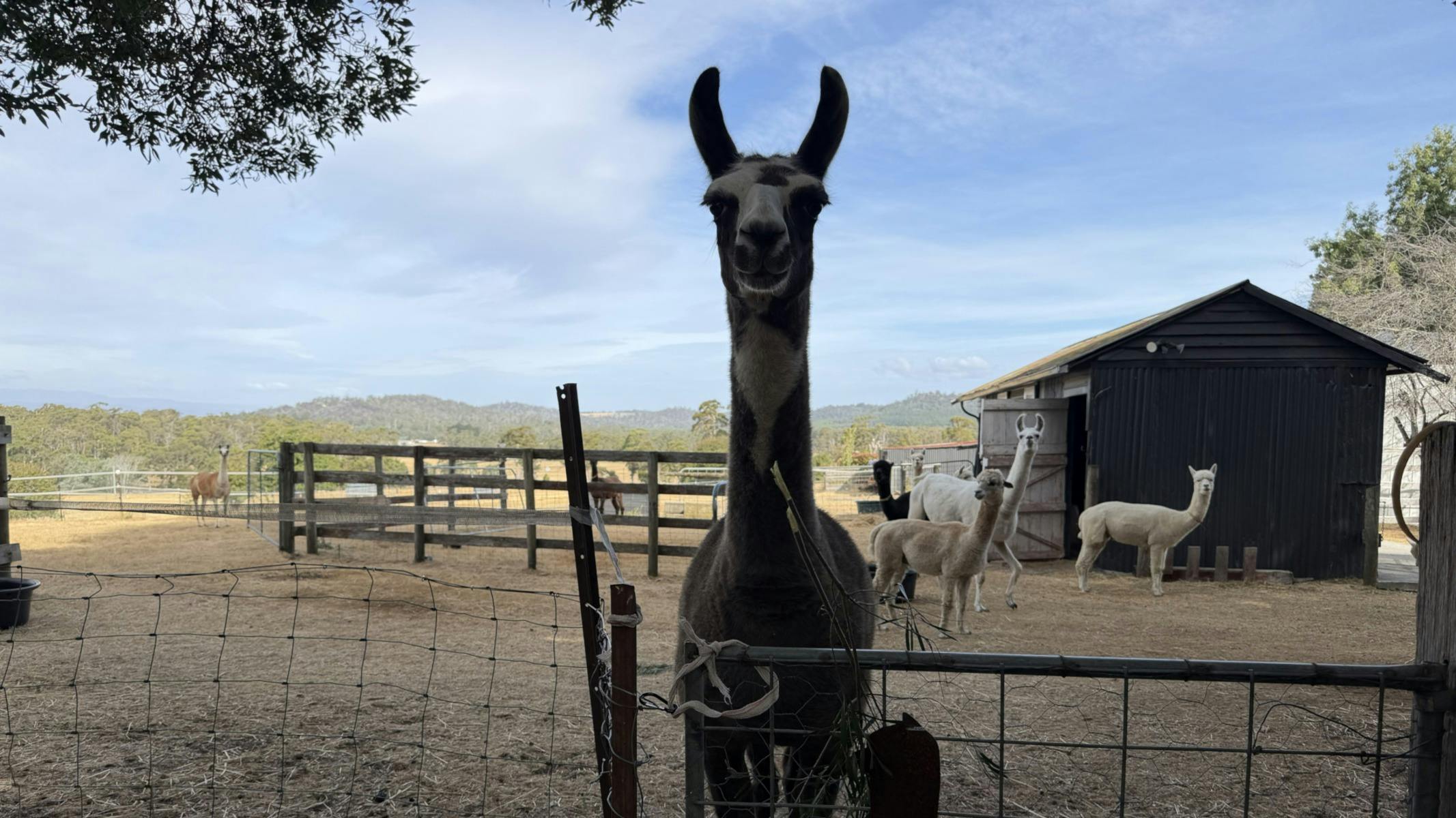 Skip the Llama