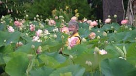 Lotus flower worker, Lyn Dwyer