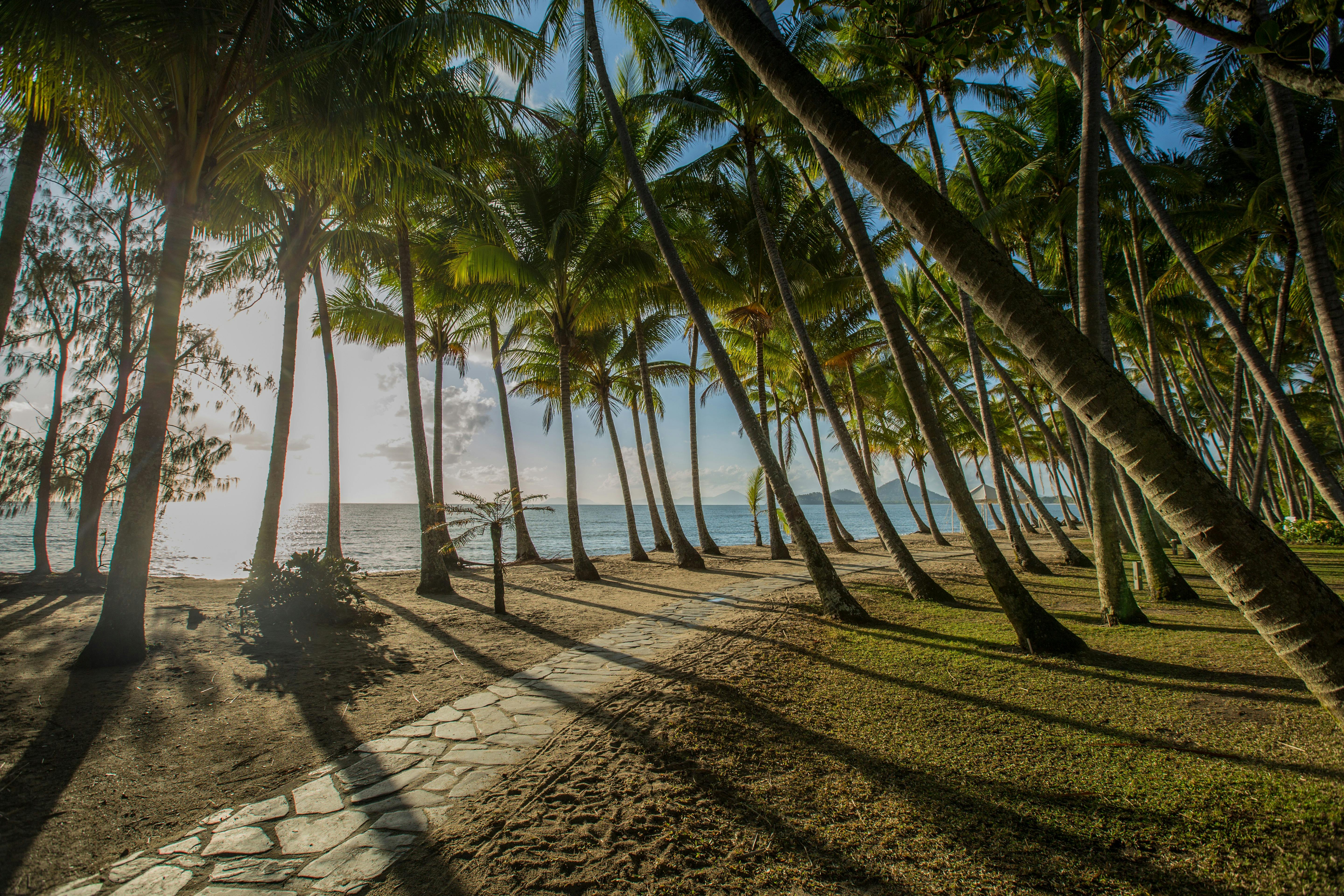 Tropical Cove - Palm Cove Palm trees