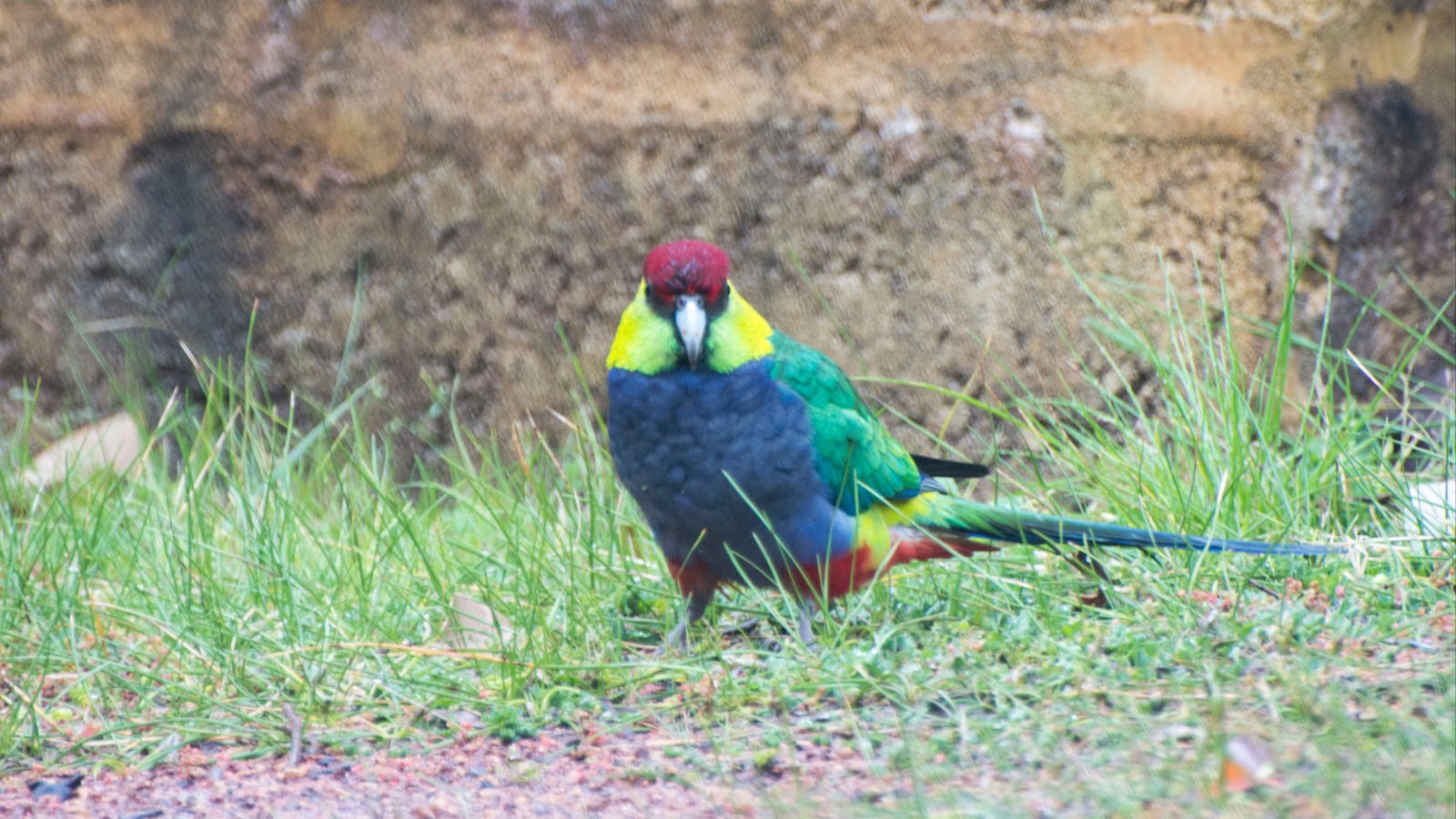 Red-capped Parrots are only found in the south west of Australia, including Perth.
