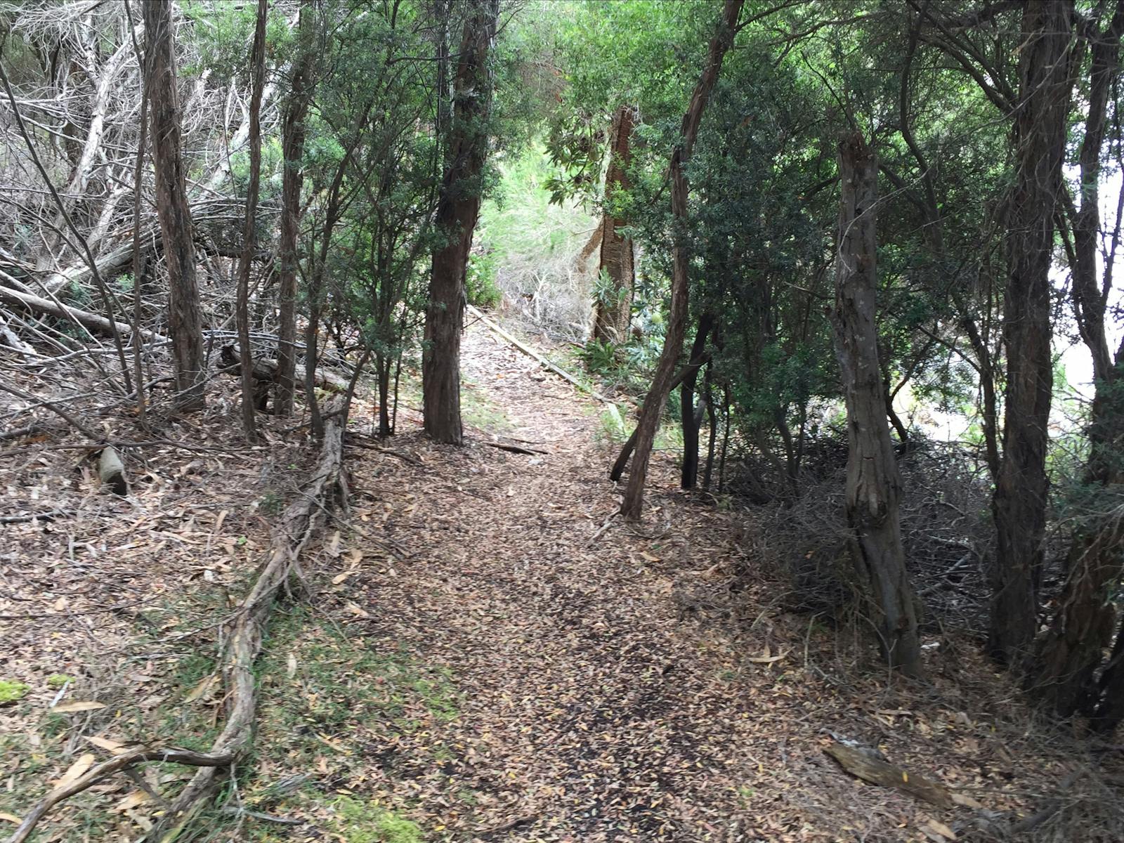 Coastal walk to Yellow Beach from Lady Barron Flinders Island Tasmania