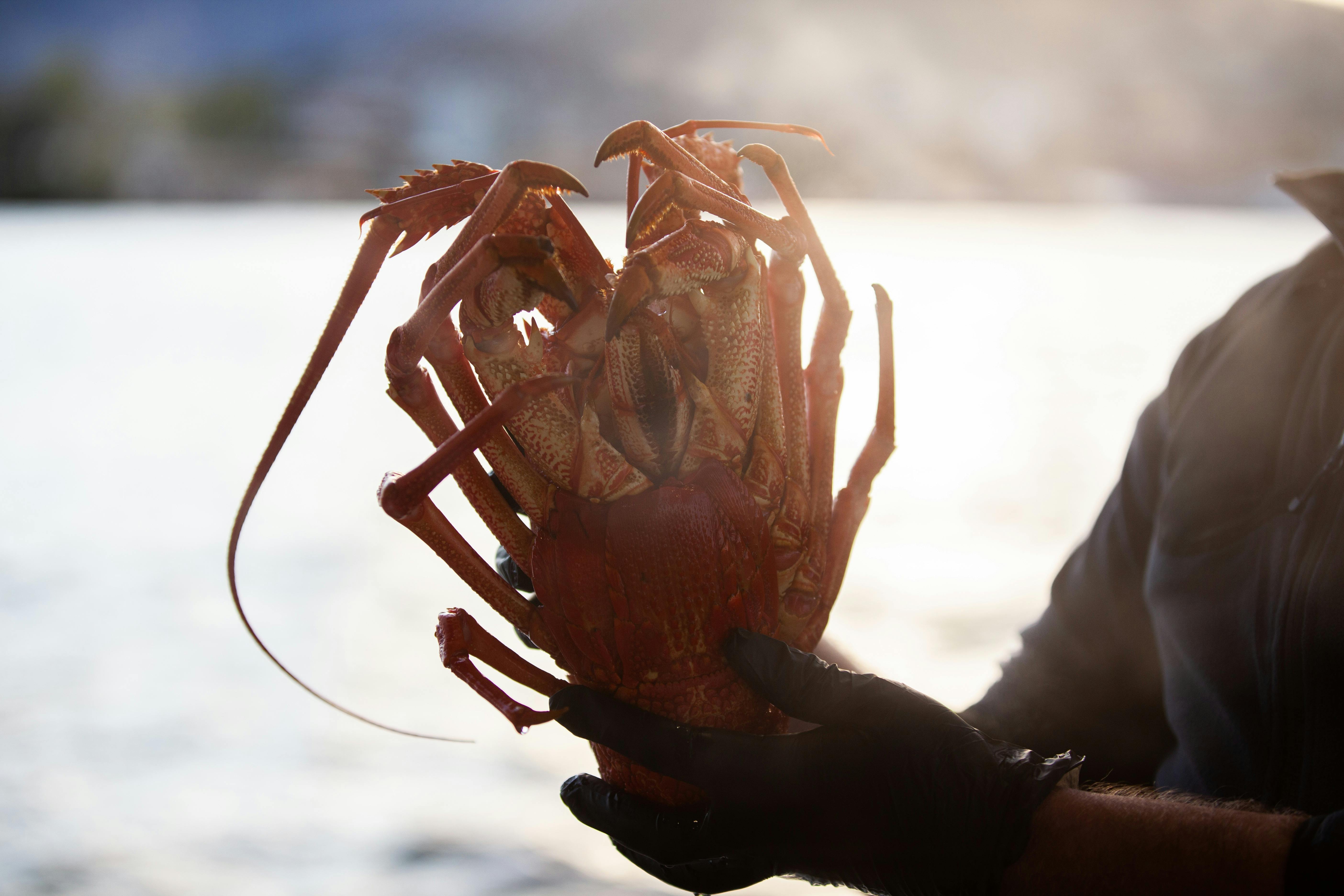 Fresh lobster in the hand of our commercial diver
