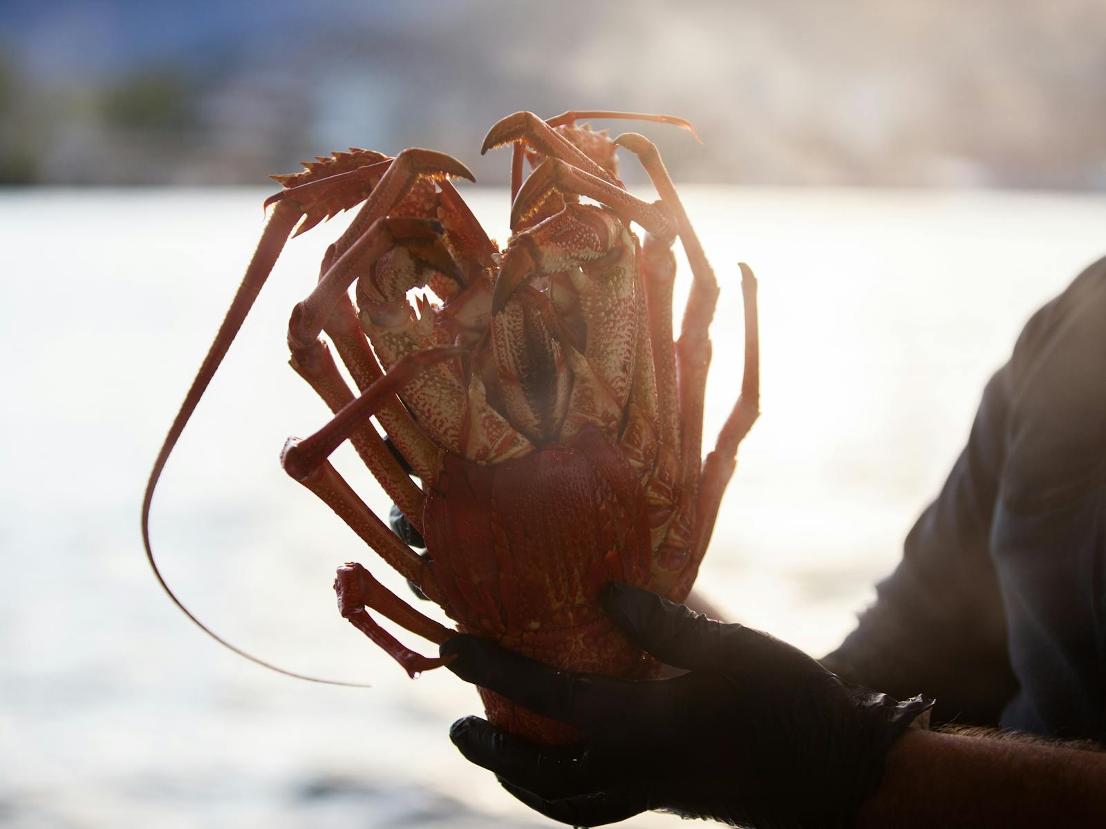 Fresh lobster in the hand of our commercial diver