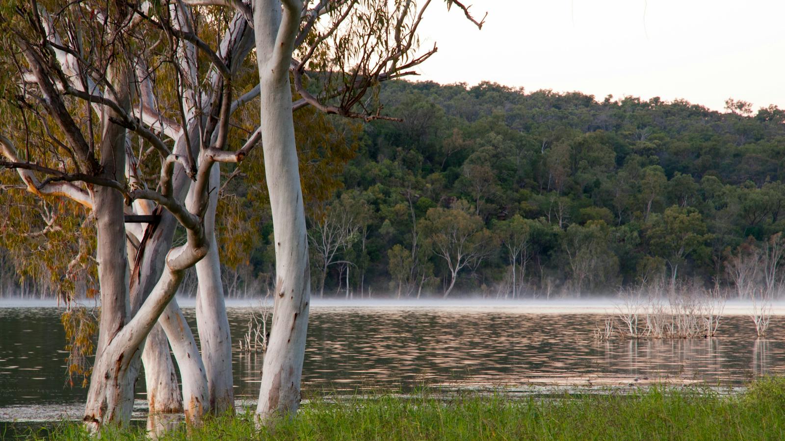 Gum trees along the shoreline of Lake Elphinstone