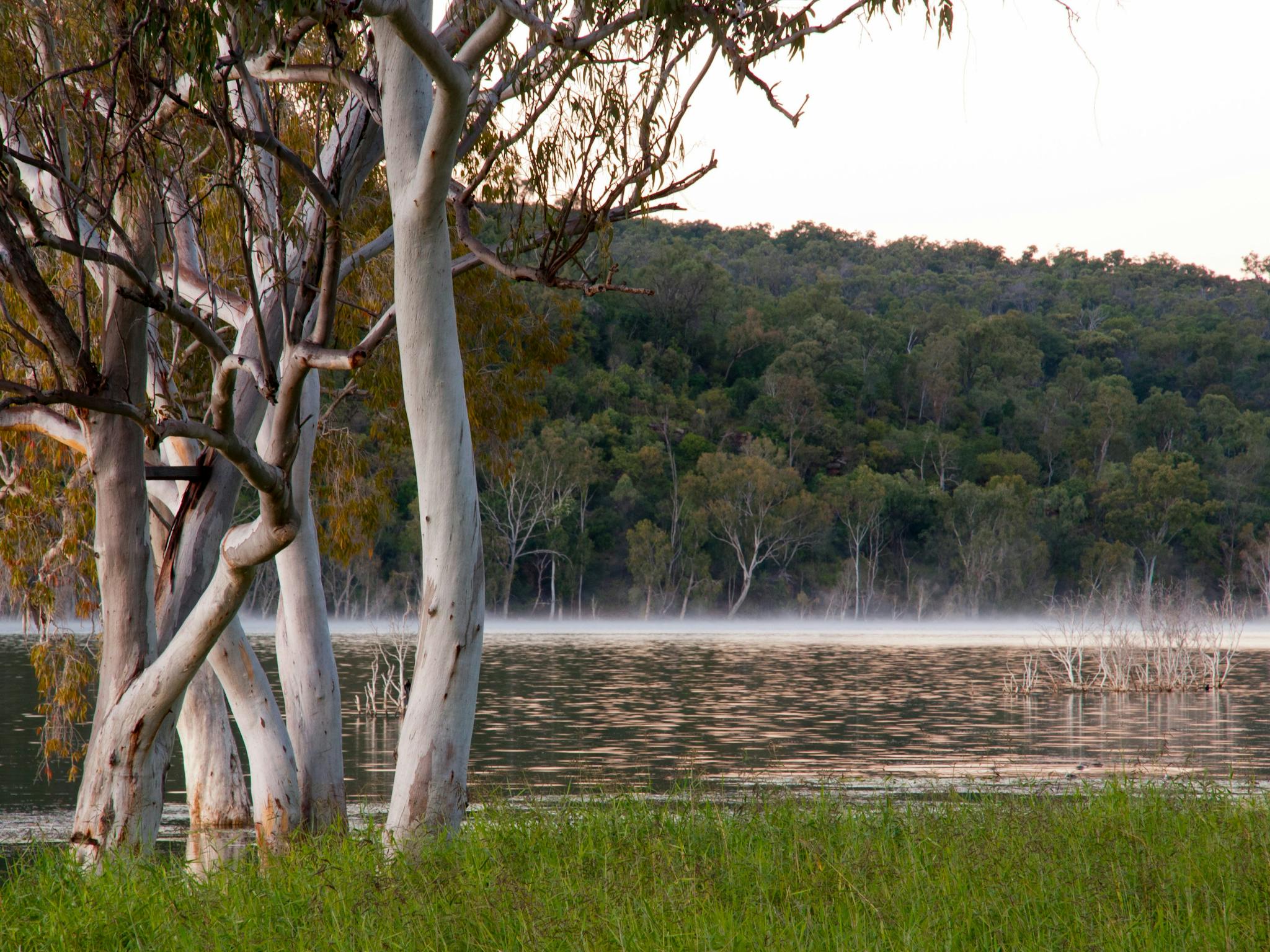 Gum trees along the shoreline of Lake Elphinstone