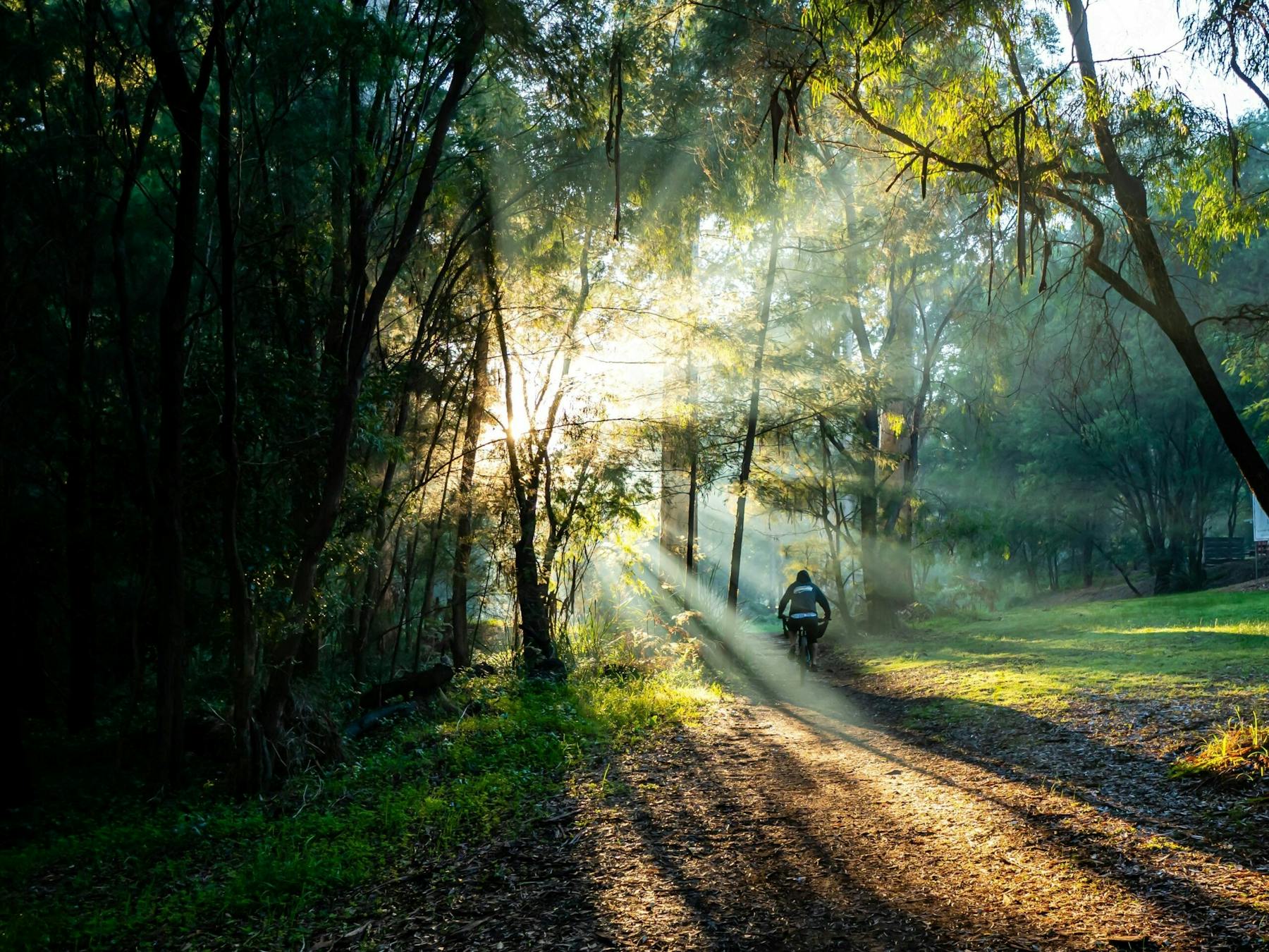 Sun streaming through the trees while enjoying the Pemberton Bike Park
