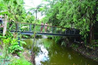 Freshwater Crocodile Pond Kuranda Koala Gardens