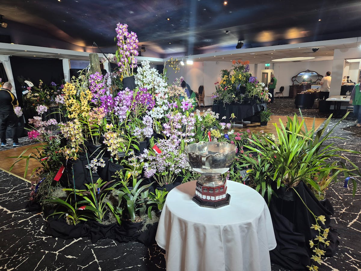 Orchid display with large trophy in front