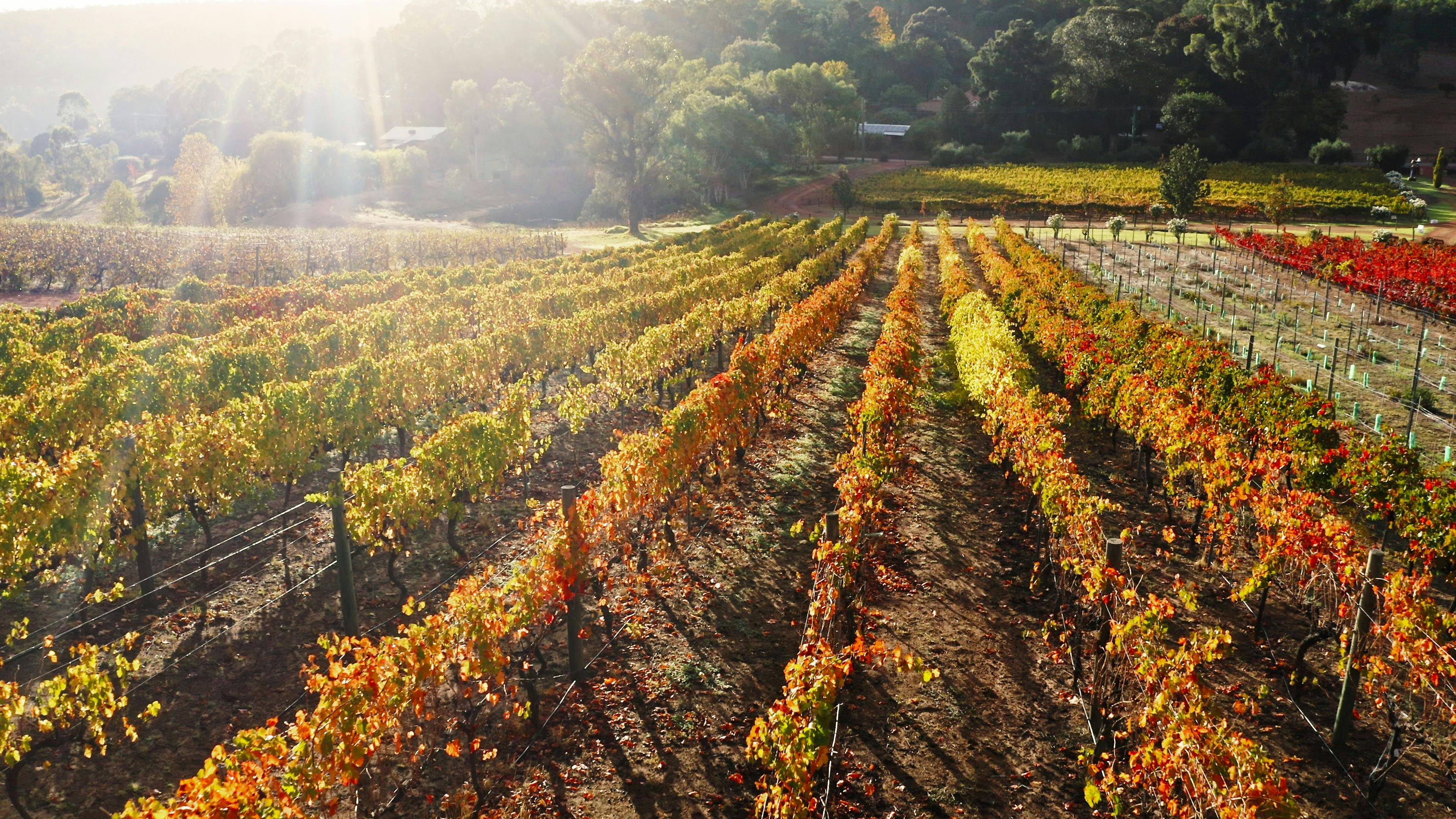 Bickley Harvest Festival