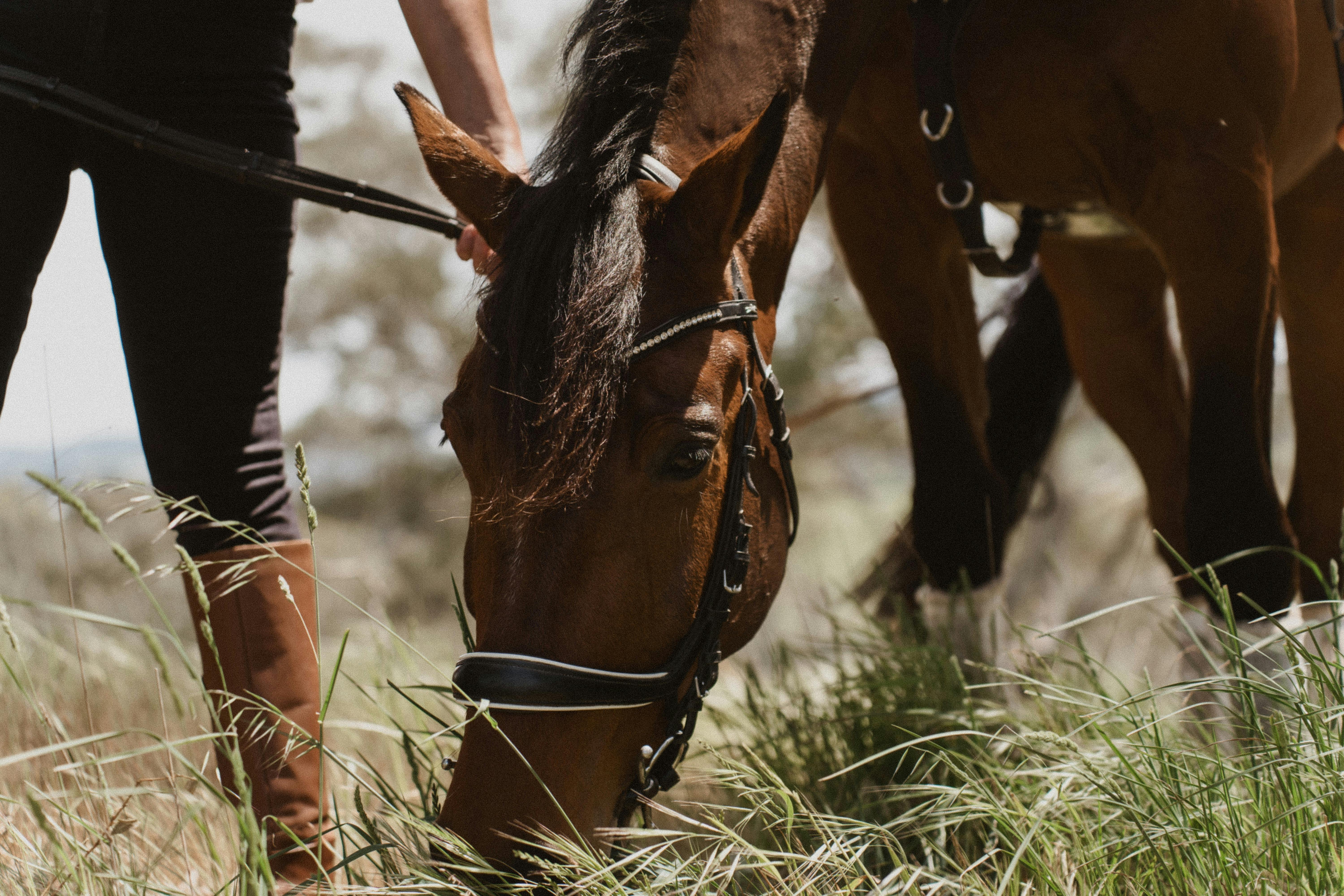 Horse Riding at Petaluma Wines
