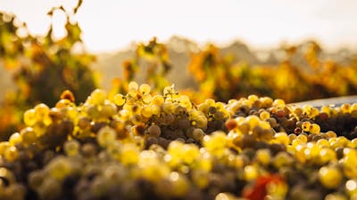 CGT Wine Tour - Grapes