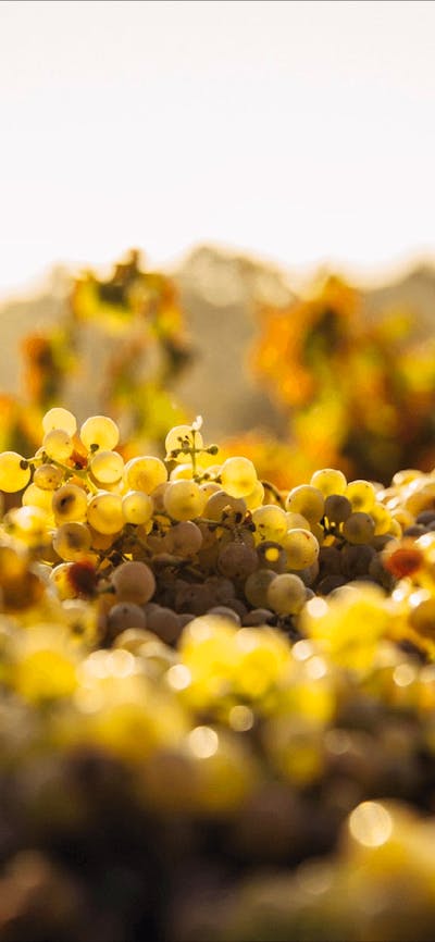 CGT Wine Tour - Grapes