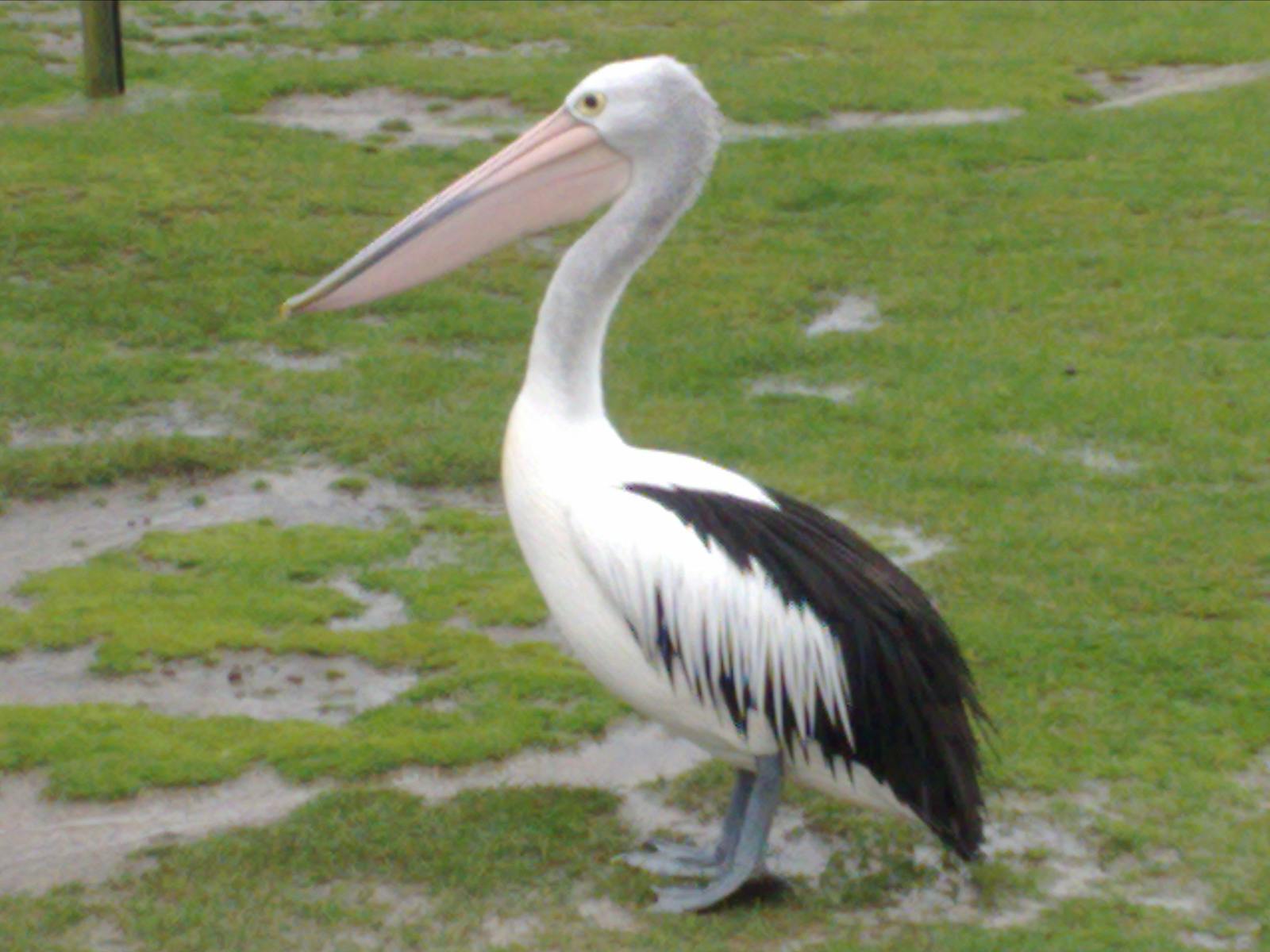 Wildlife at East Coast