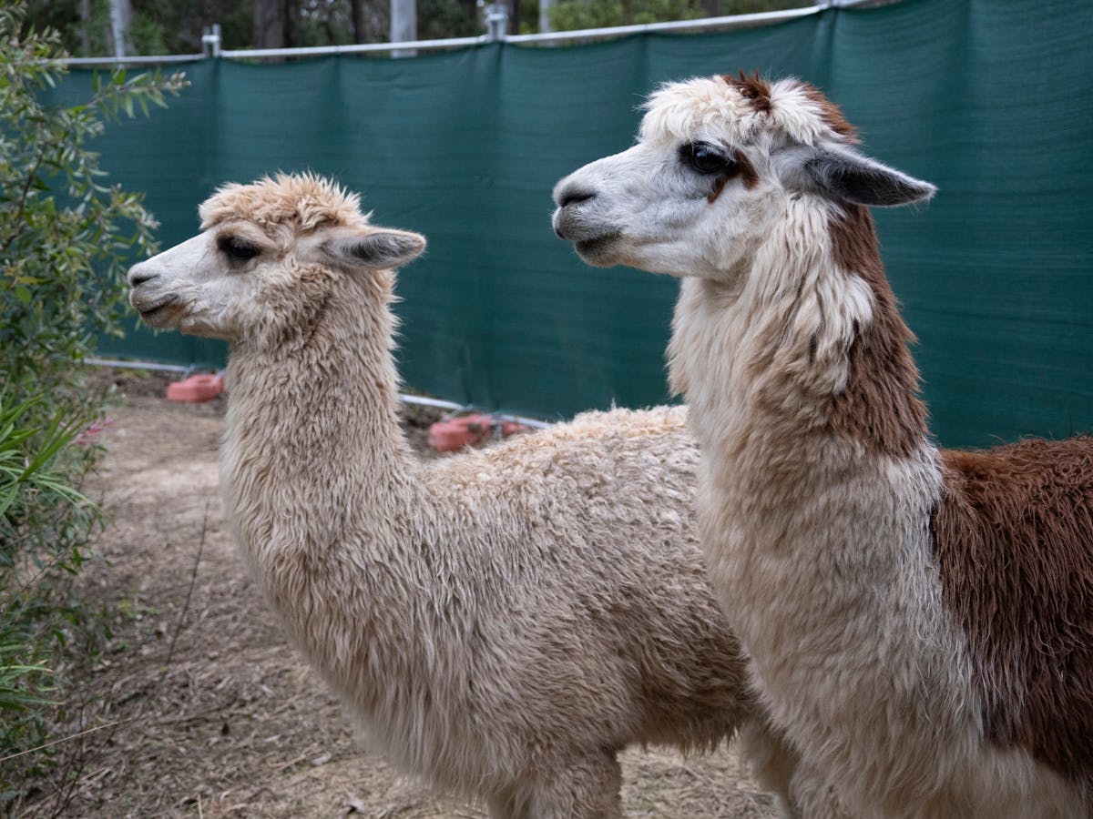 Alpaca Feeding