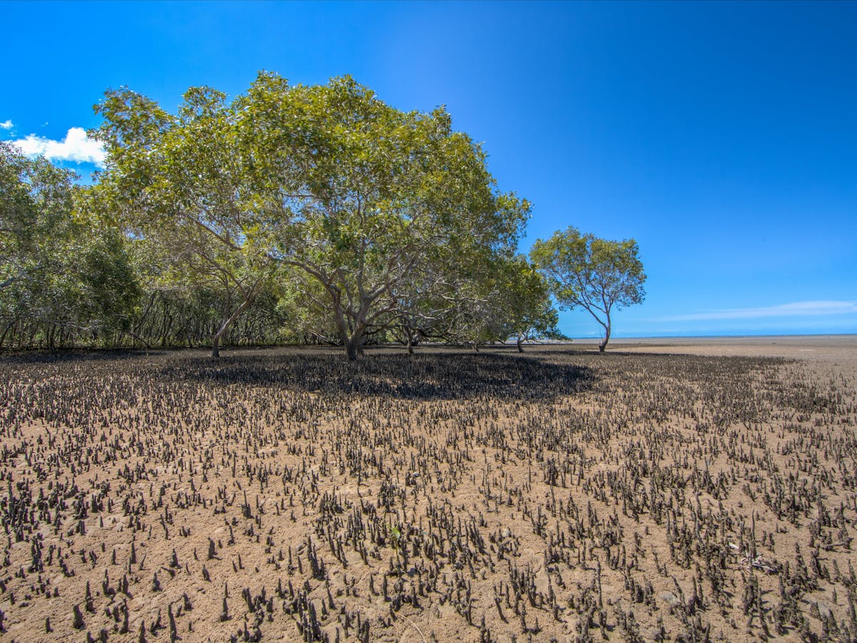 Deception Bay Mangroves near Brisbane (3)_moreton_bay_region Deception Bay Mangroves near Brisbane (3)_moreton_bay_region
