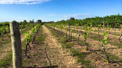 Joshua's Vineyard