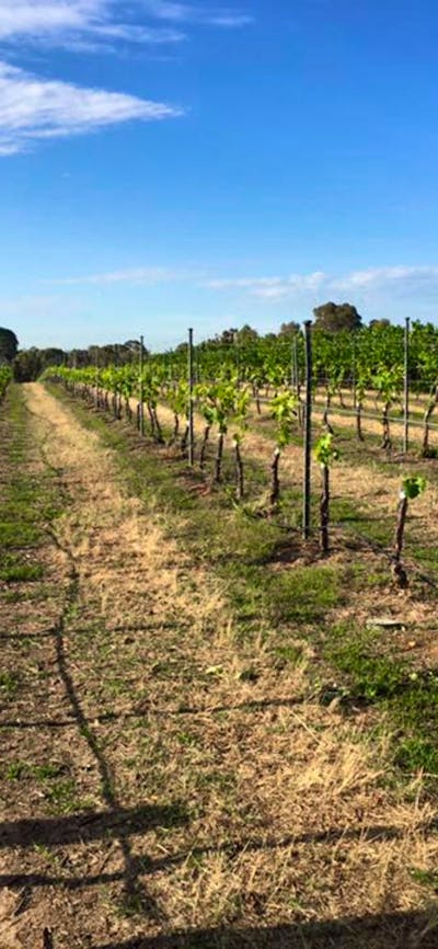 Joshua's Vineyard
