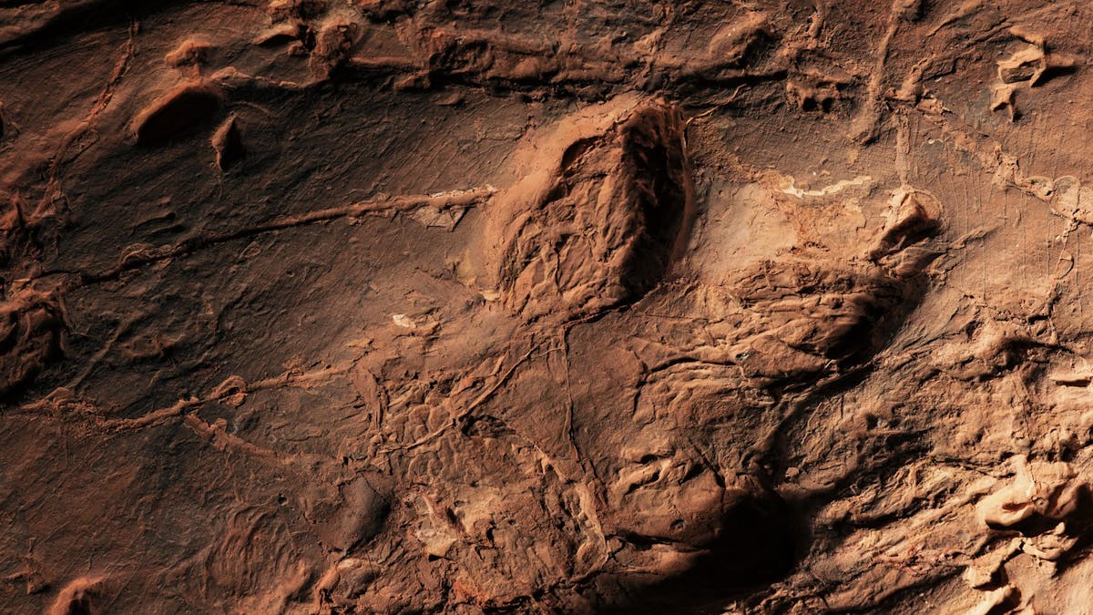 Dinosaur Stampede footprint Dinosaur Stampede footprint