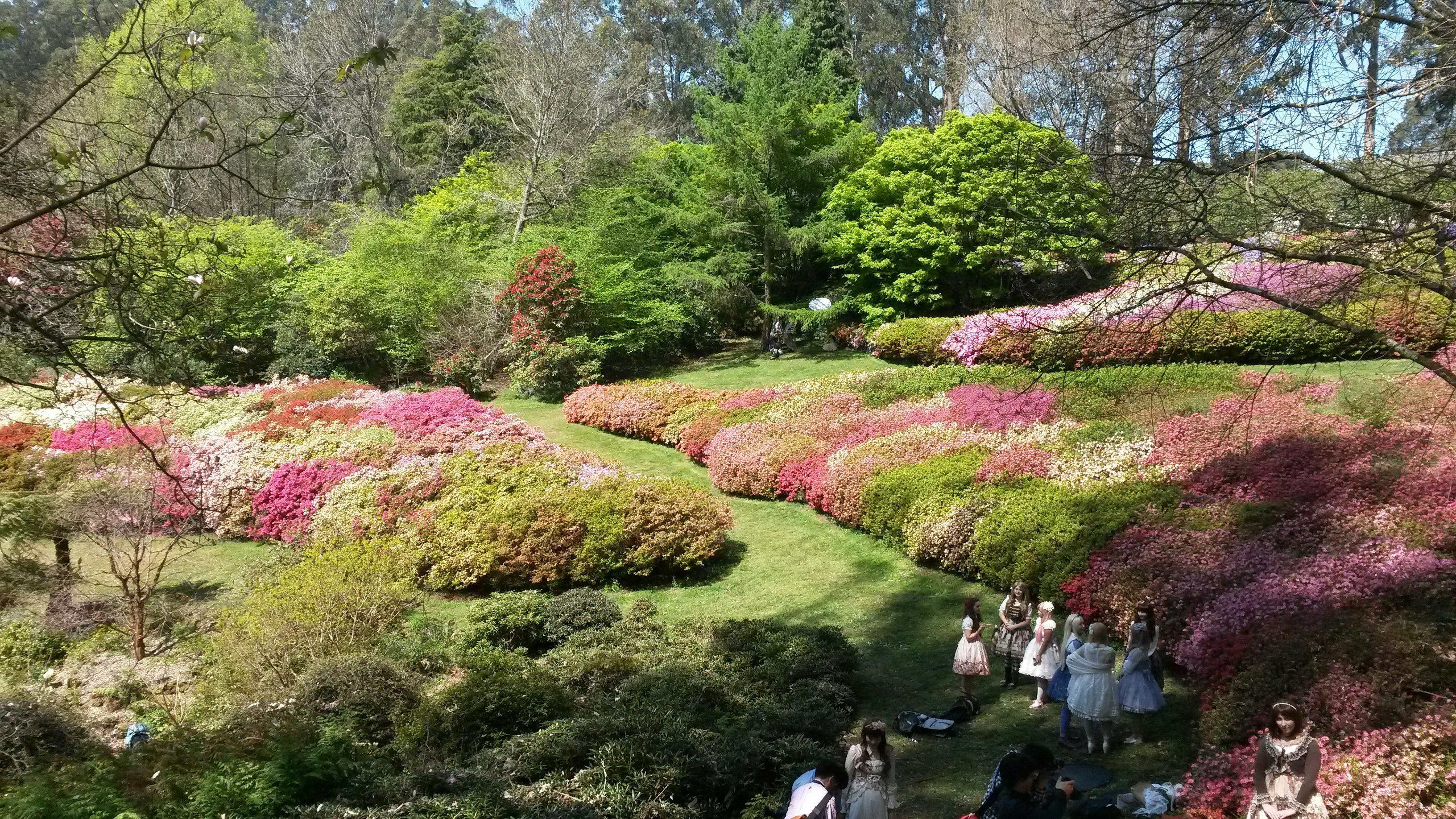Rhododendron Garden