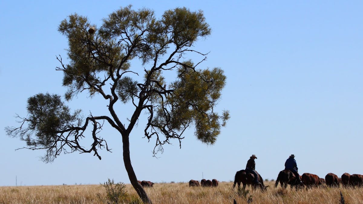 Mustering on the Great Australian Charity Cattle Drive