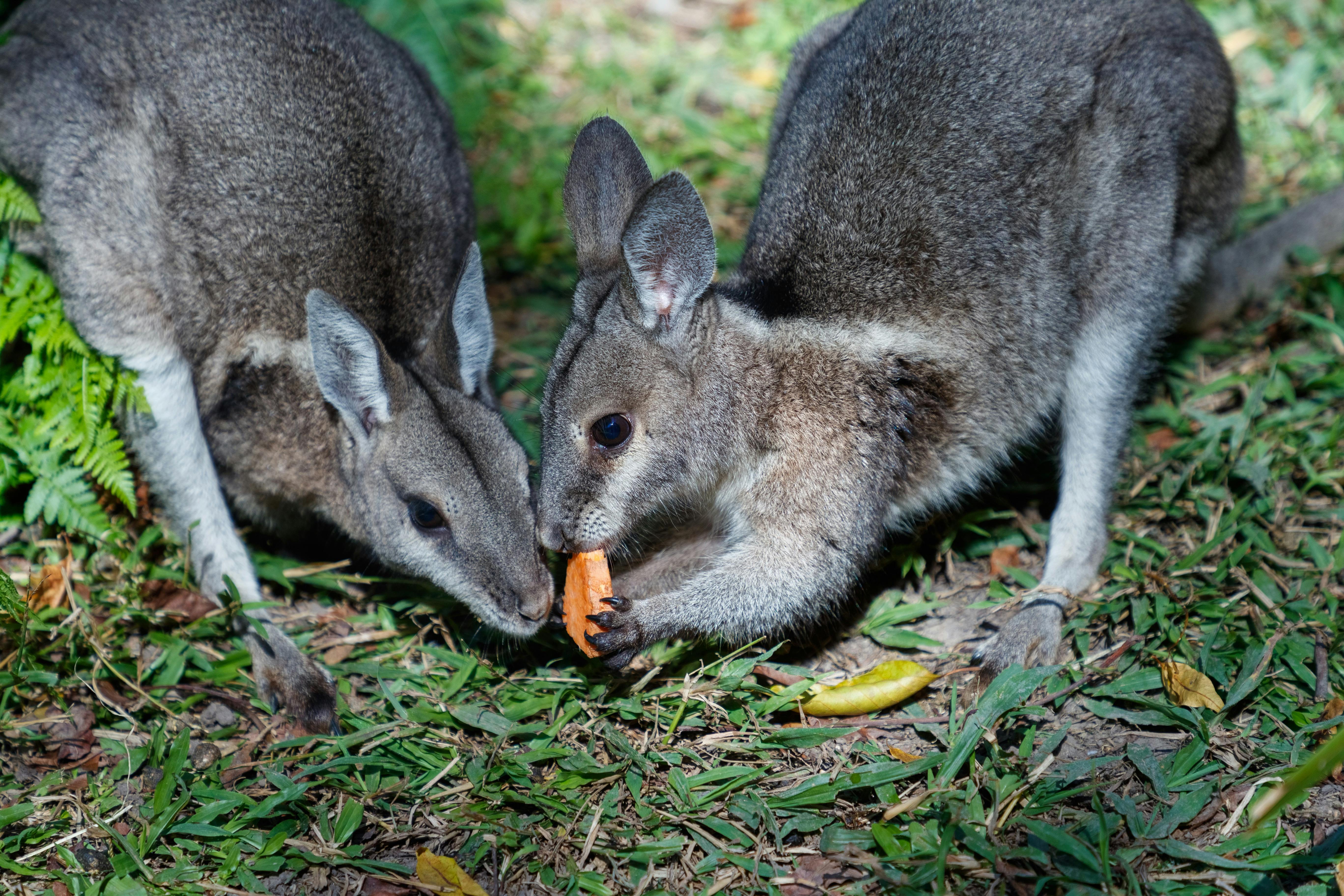 See the endangered bridled nailtail wallaby, and discover the story of its remarkable rediscovery..