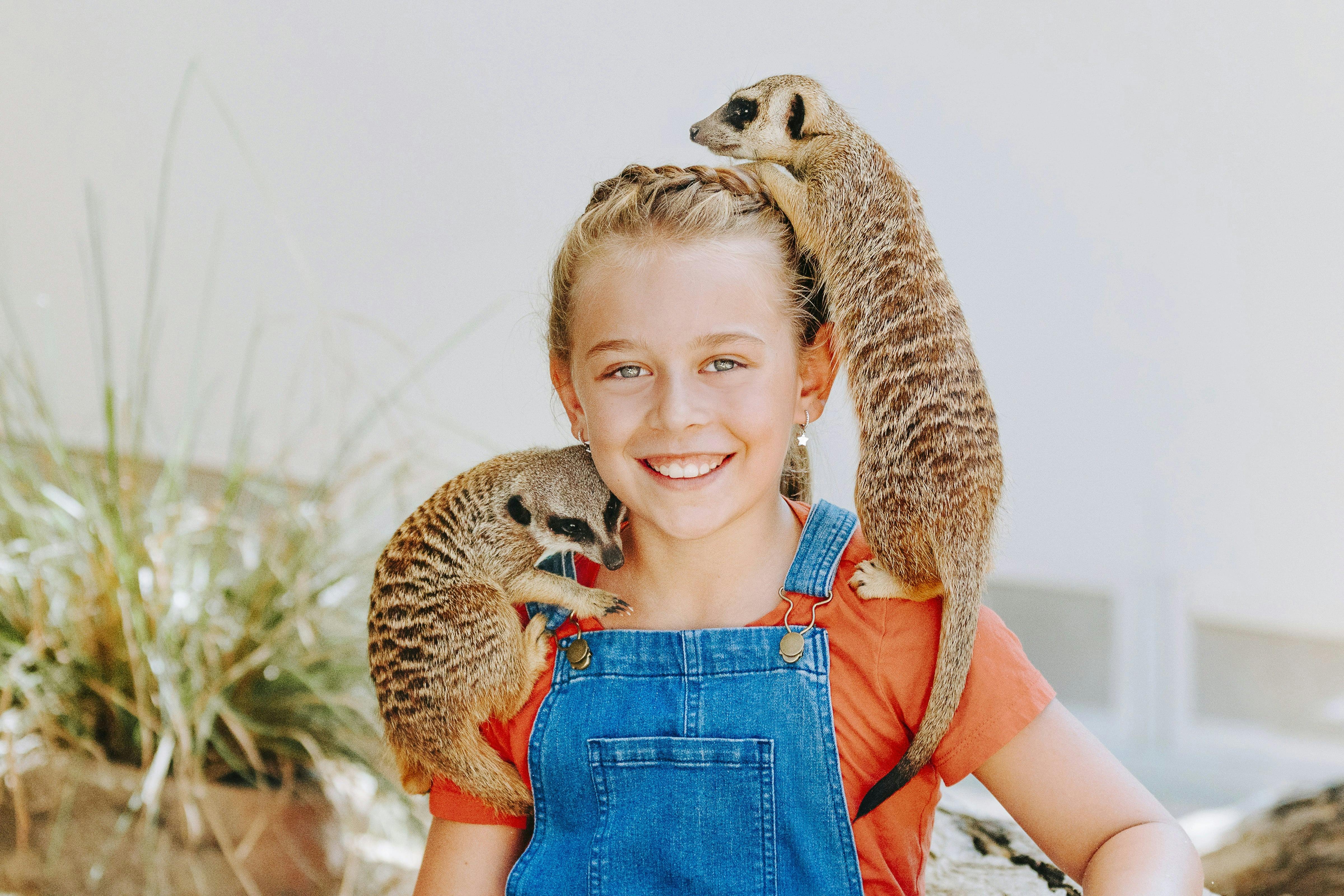 Young girl with two meerkats climbing on her shoulders