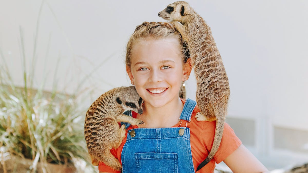 Young girl with two meerkats climbing on her shoulders