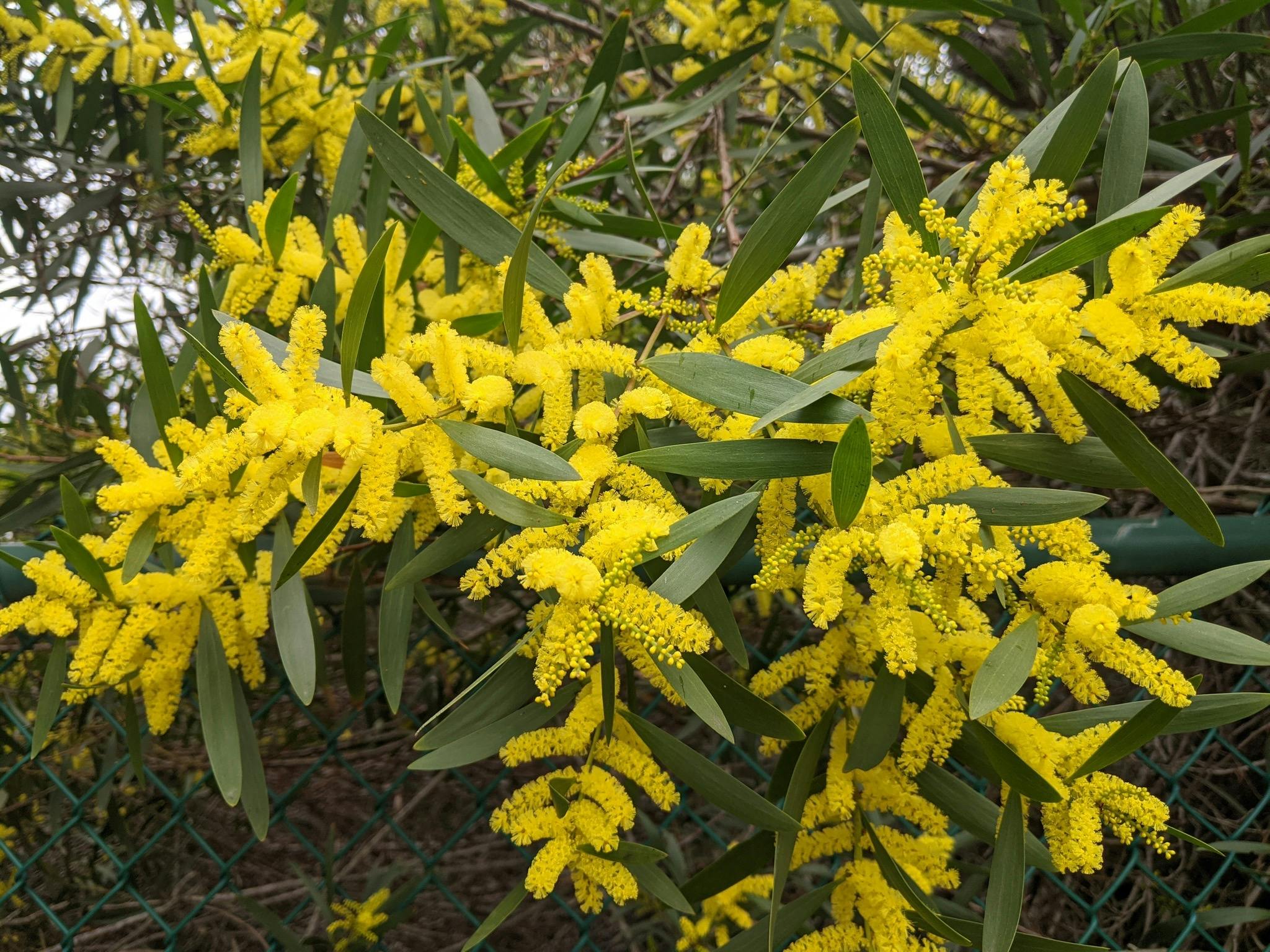 coastal wattle