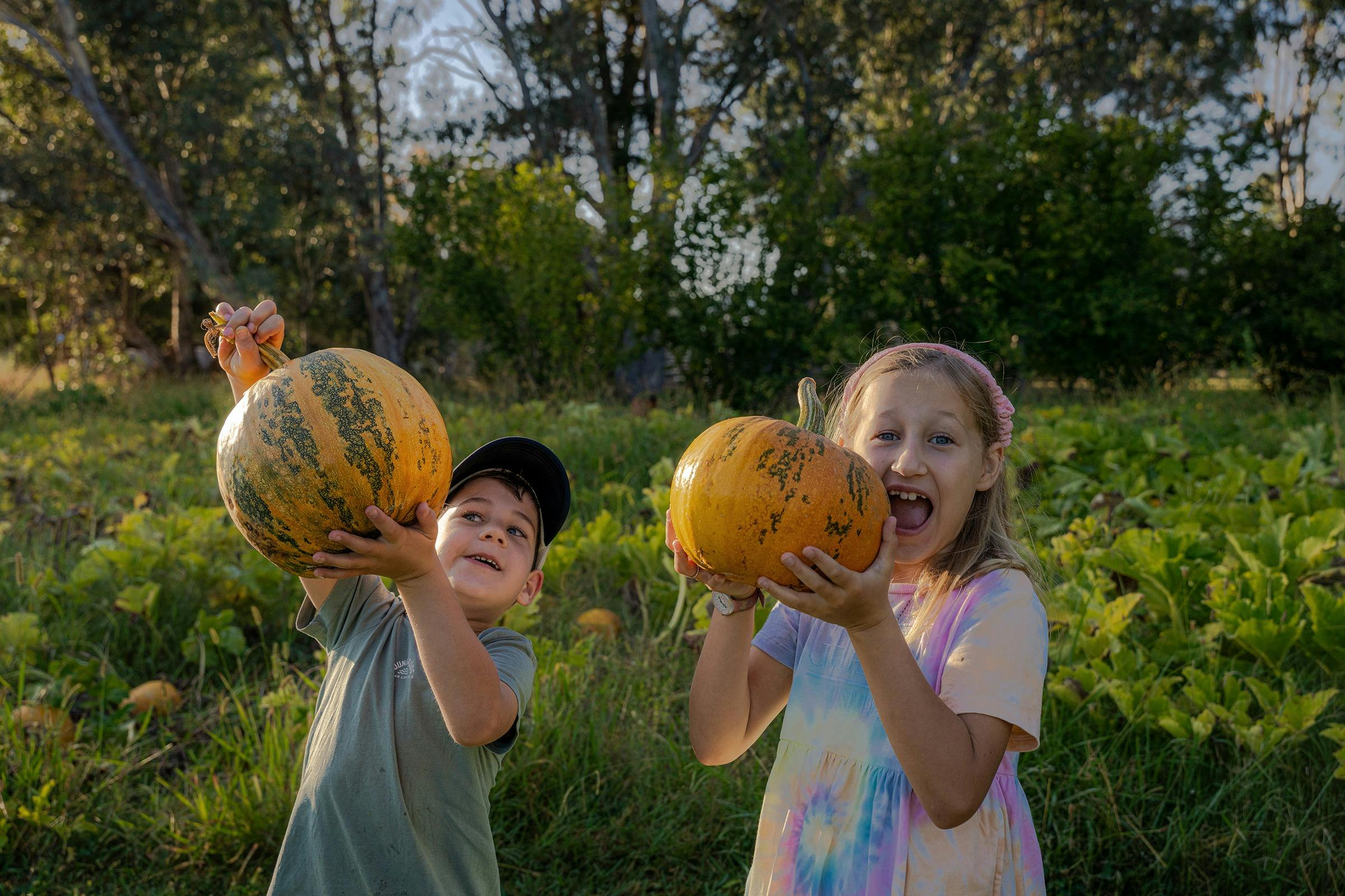 Kids visiting our Pumpkin Patch & Sunflower field in Summer