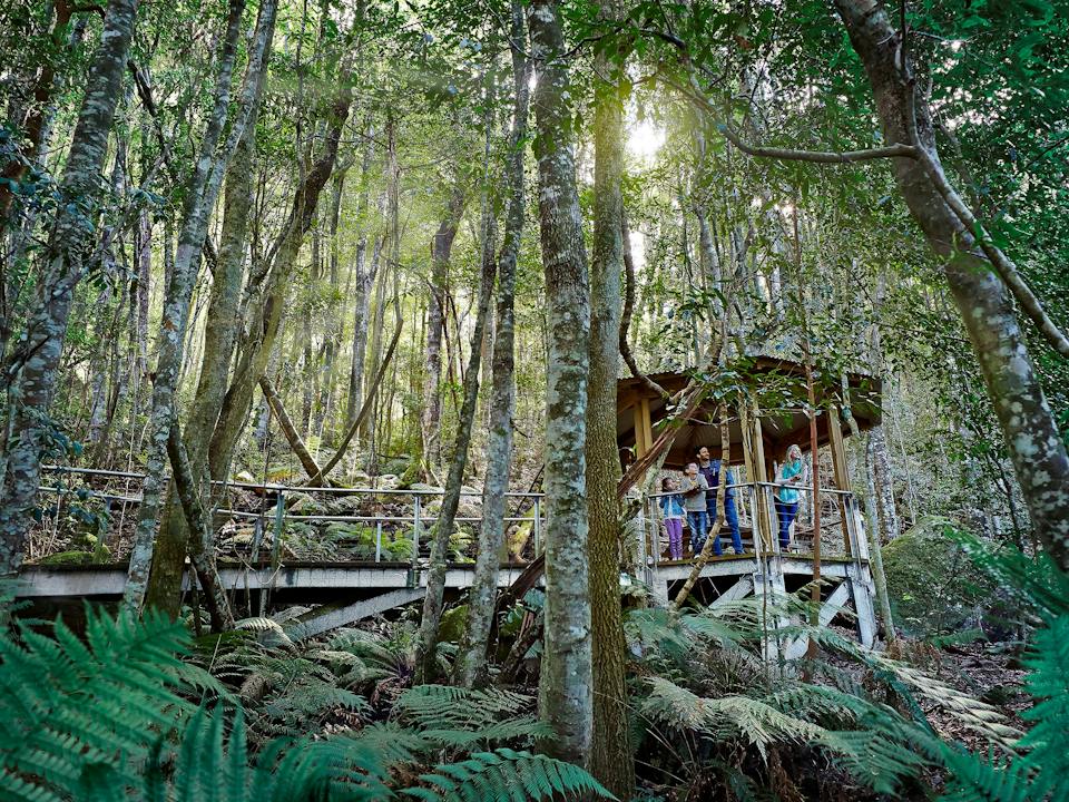 Scenic Walkway - Australia's longest elevated boardwalk