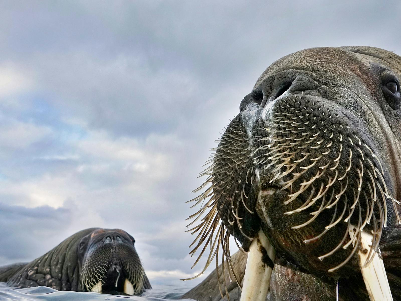 Image for The 54th Wildlife Photographer of the Year