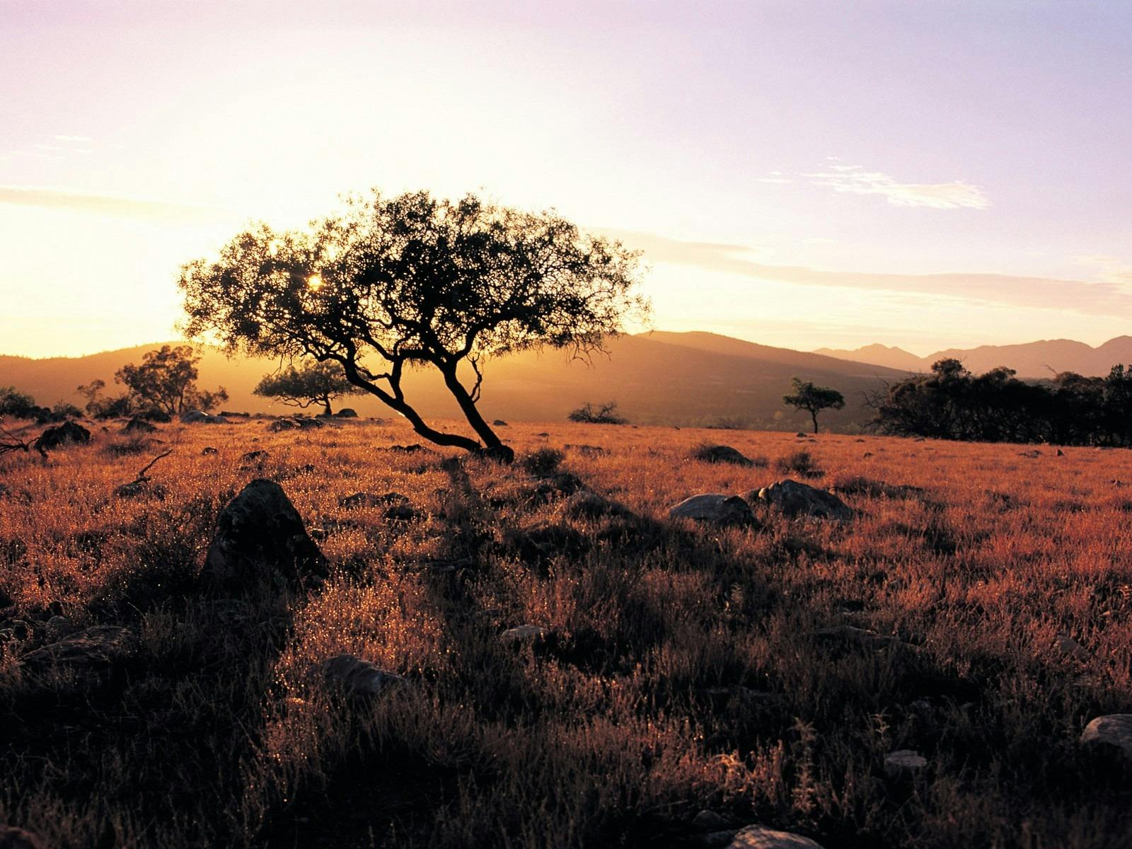 SA Eco Tours 5-day Flinders Ranges & Outback tour