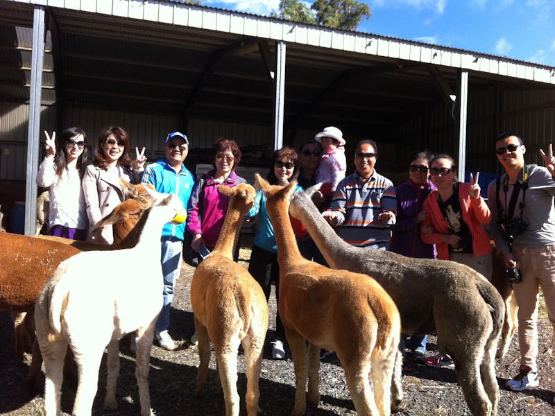 Alpaca farm experience Crookwell NSW Holidays &