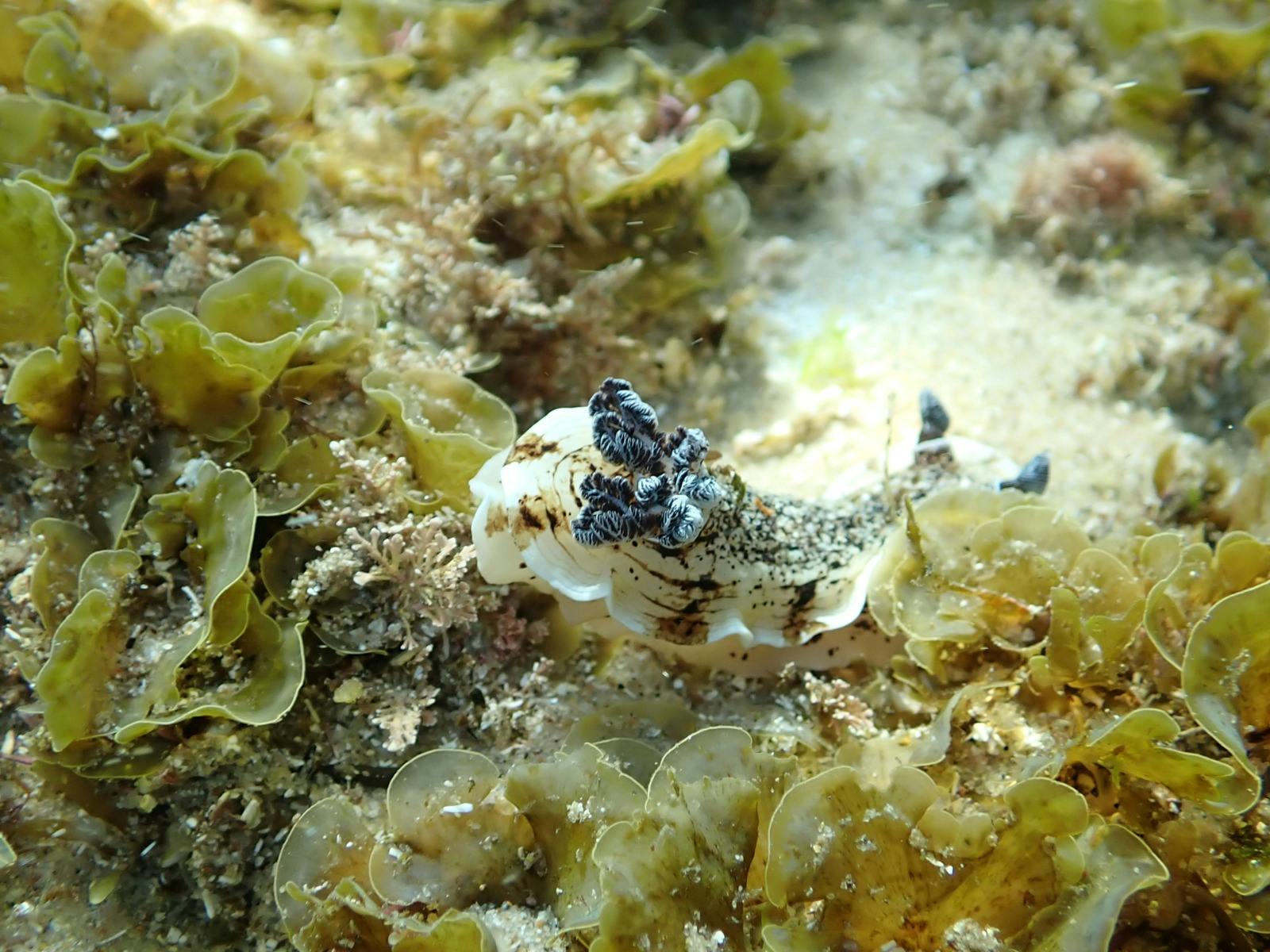Der Meeresboden ist voller kleiner Wunder wie dieser wunderschönen Nacktschnecke
