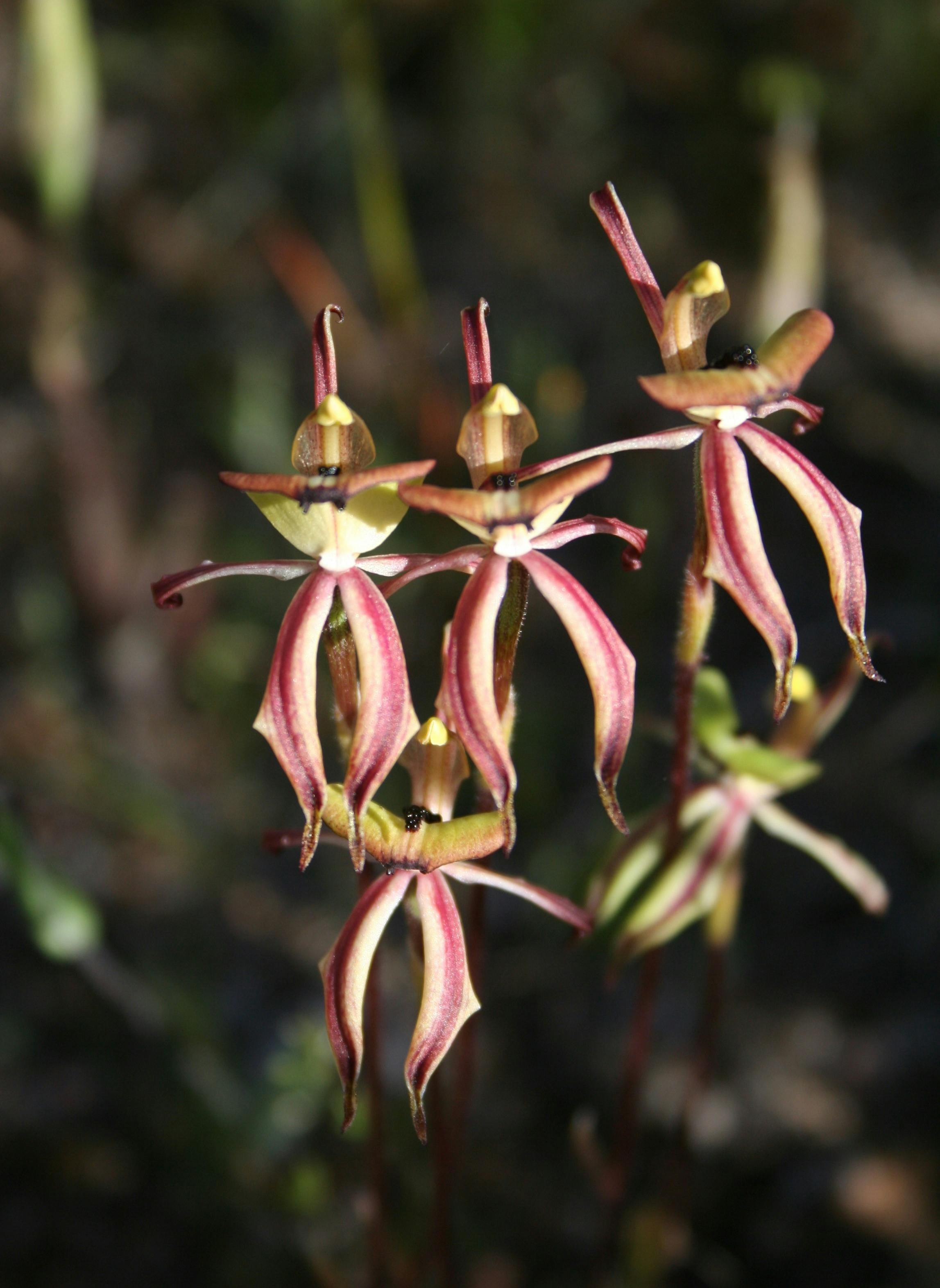 Wongan Hills Wildflowers