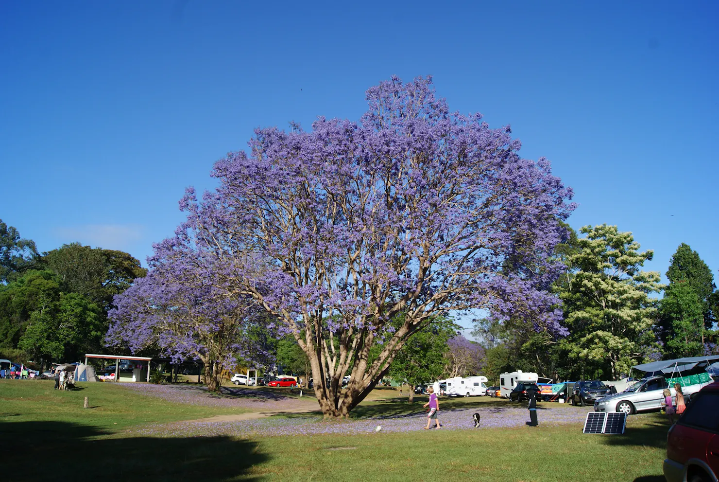 Beautiful Jacaranda trees