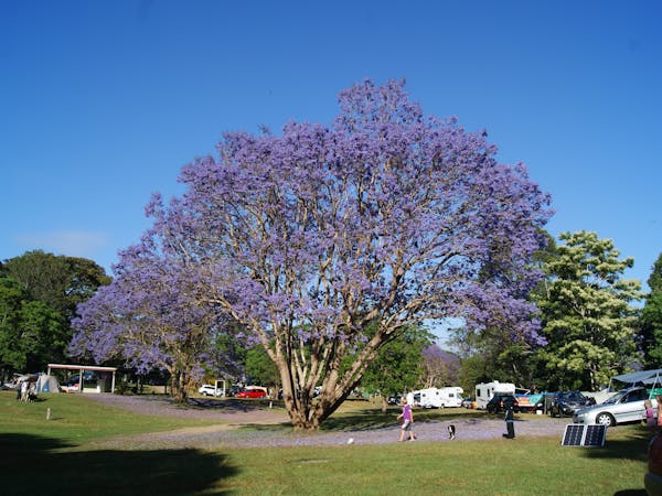 Beautiful Jacaranda trees