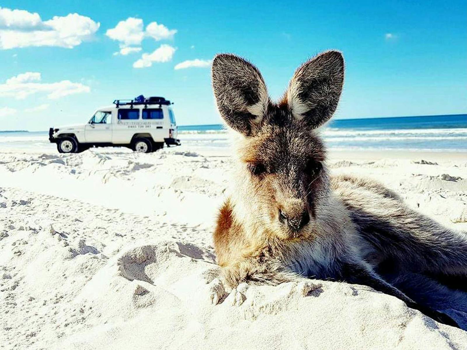 beach kangaroo