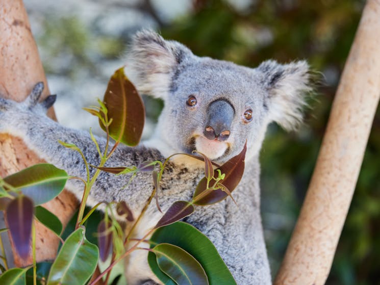 Koala at Sydney Zoo