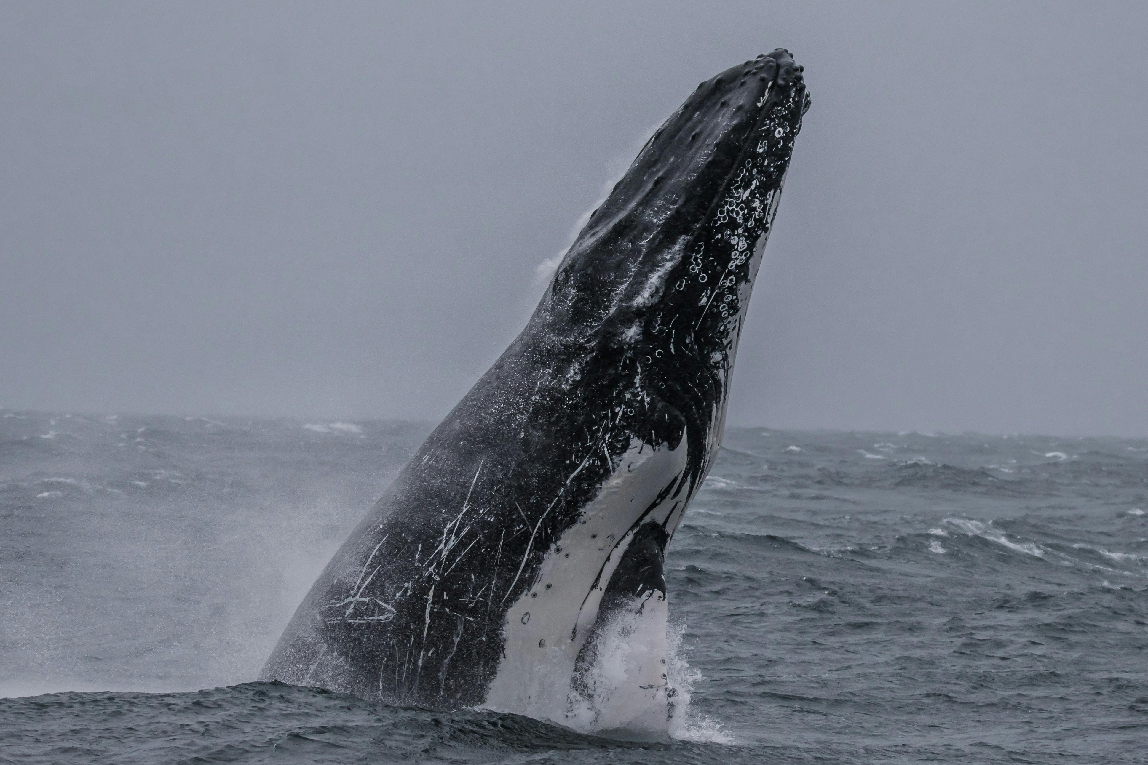 Thriller whale experience