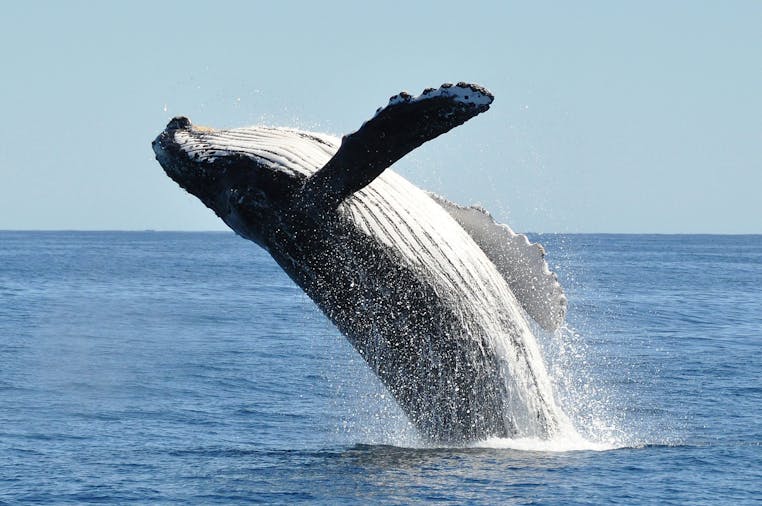 Whale Watching at the Great Australian Bight