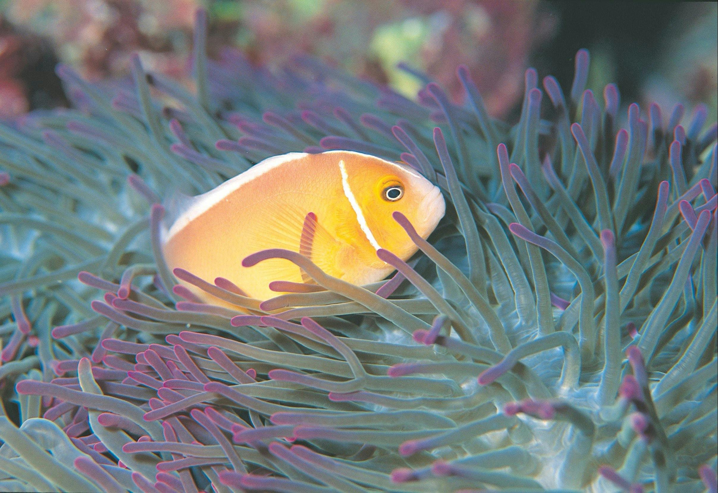Rowley Shoals, Broome, Western Australia