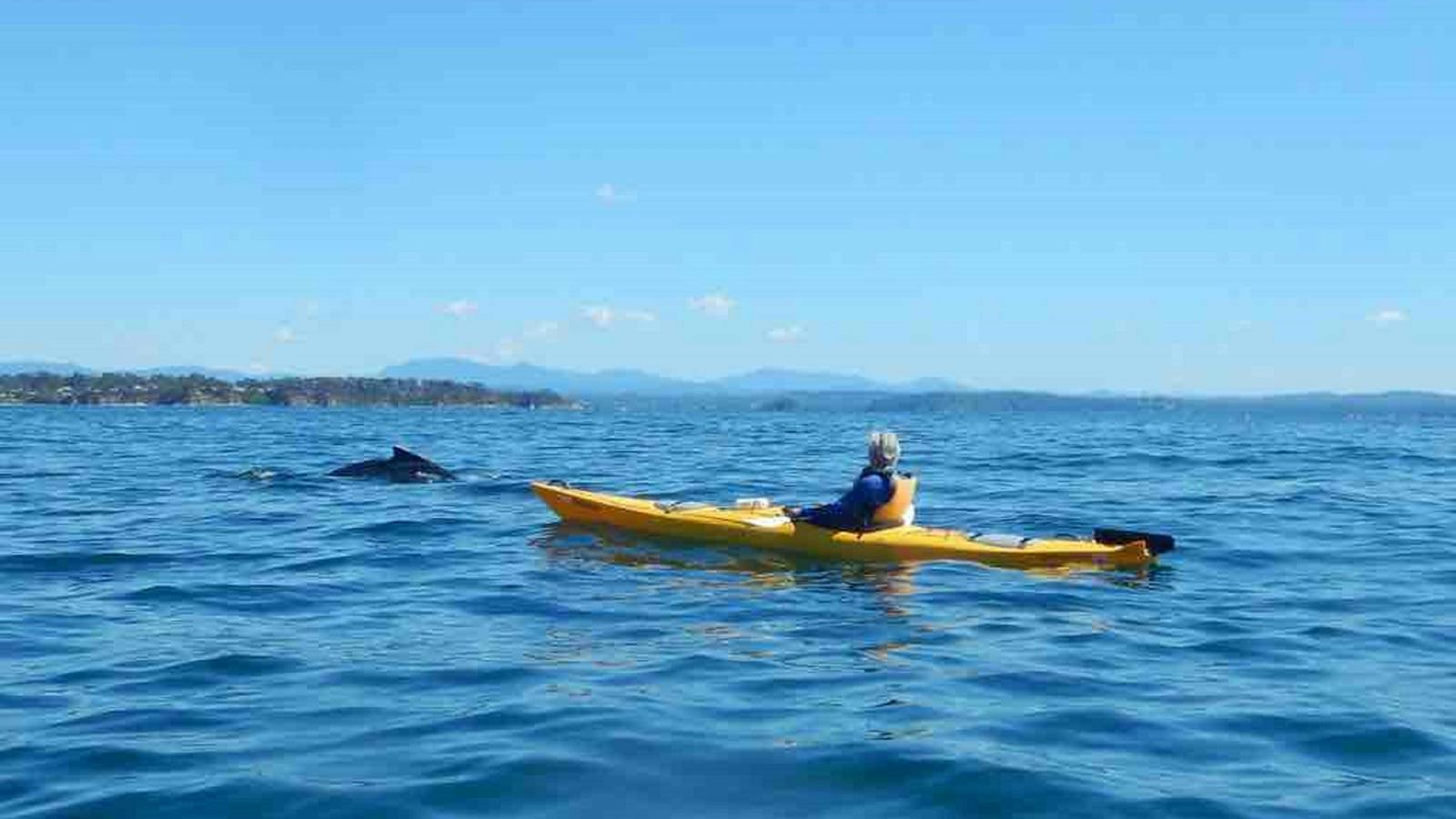 Whales!