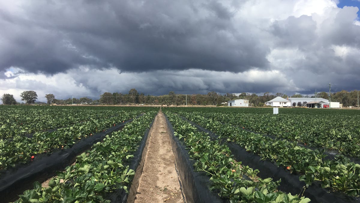 Ashbern Farms Stanthorpe View