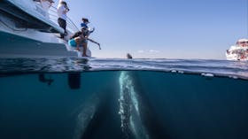 Whale Watching up close in Hervey Bay, Queensland.