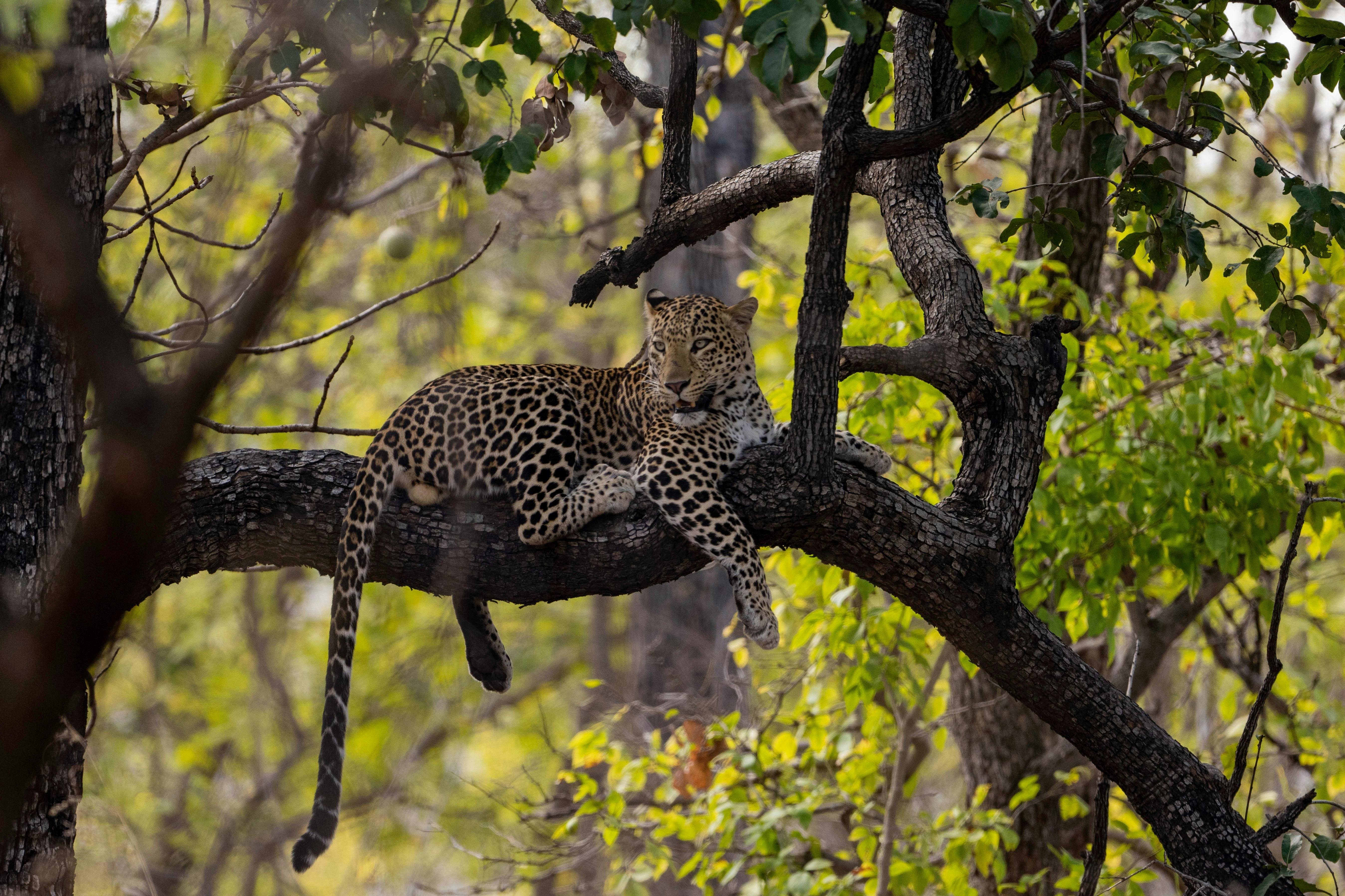 Leopard resting on a tree branch during a wildlife safari in India’s national parks.