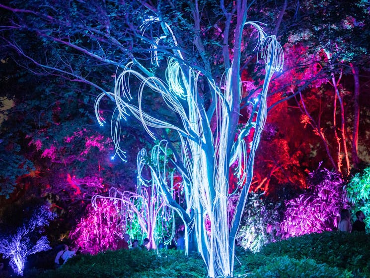 Optic fibre hangs from a lit tree