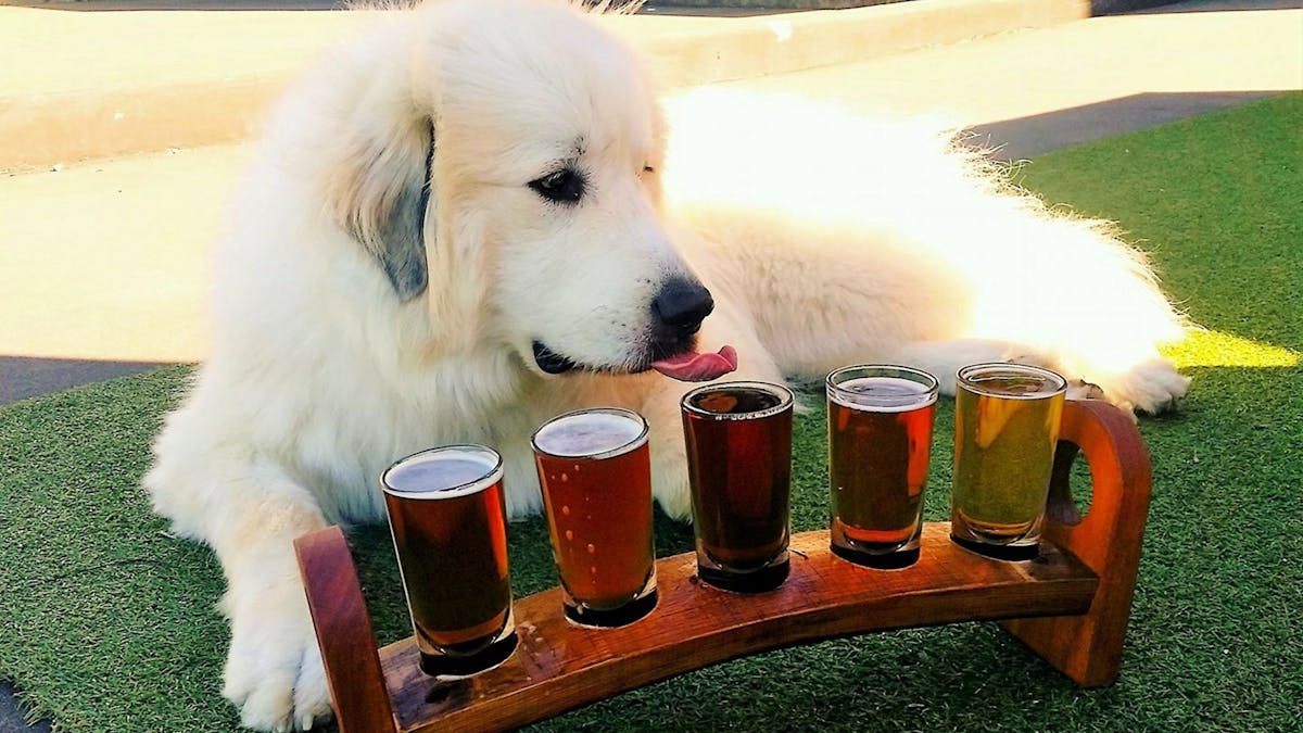 Bacchus Brewing Co.